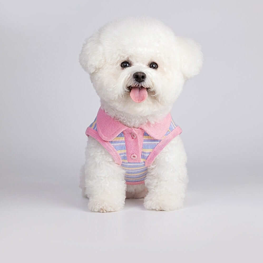 SunStripe Dog Polo worn by a small Bichon dog in light stripe design, perfect for summer.