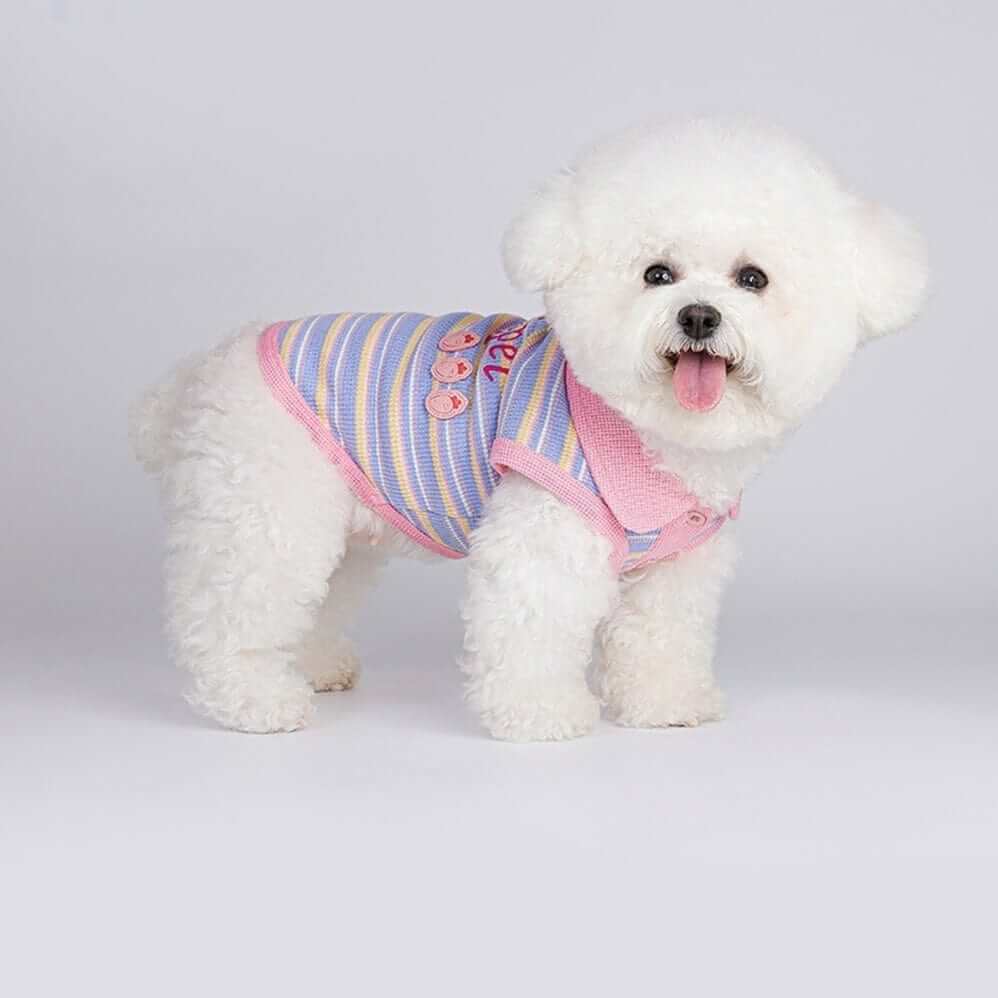 SunStripe Dog Polo worn by a Bichon, featuring a chic stripe design, perfect for dogs and cats.
