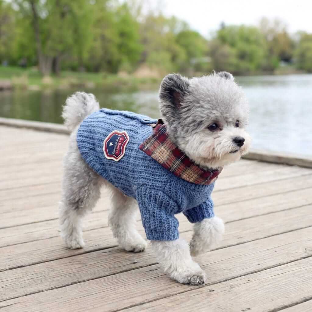 Super Soft Fashionable Dog Sweater on a fluffy gray dog by the water, showcasing warmth and style for pets.