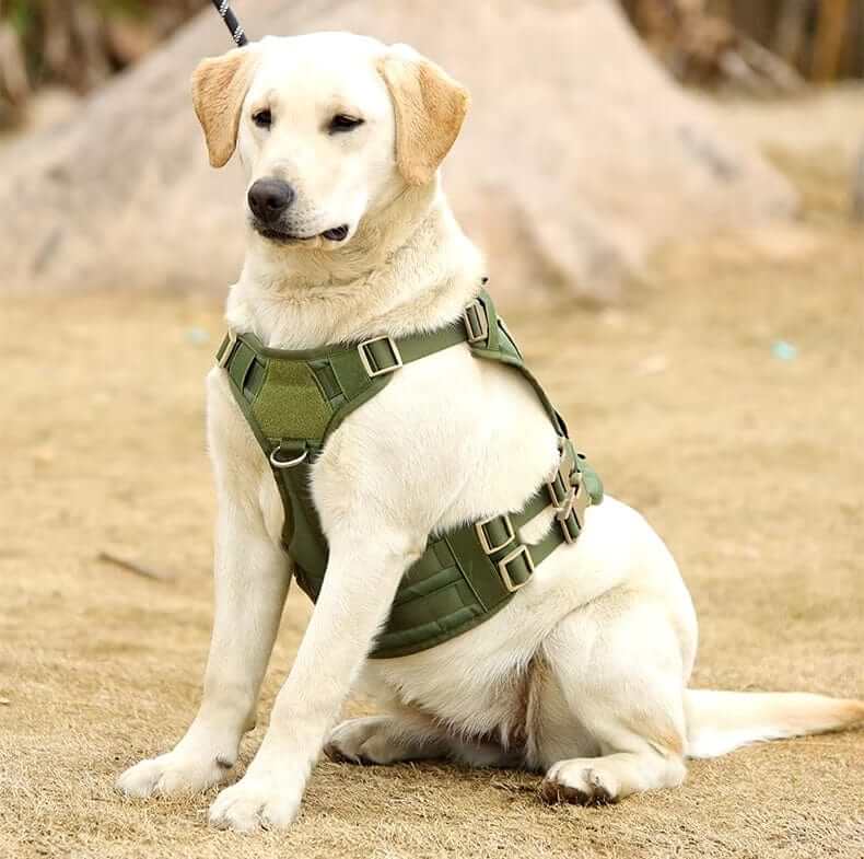 TactiPaw Dog Harness on a Labrador, featuring multiple adjustment points for active dogs by Dogs & Cats.