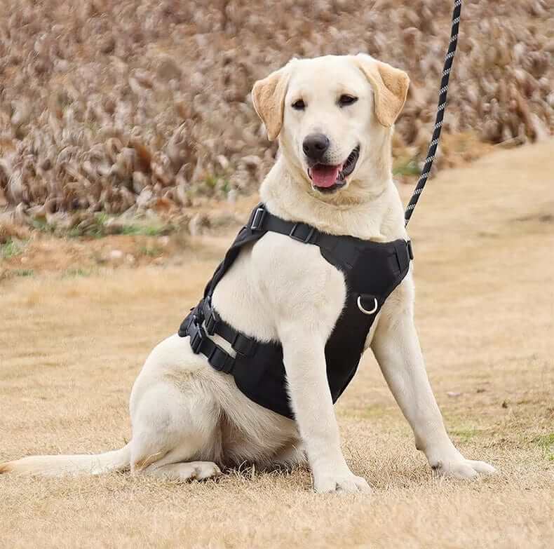 TactiPaw Dog Harness on a happy Labrador, featuring ergonomic design for active dogs.