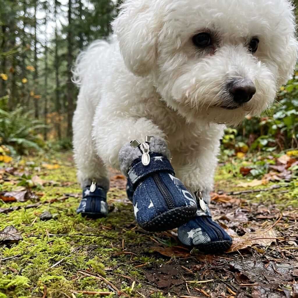 Teddy VIP Denim Dog Shoes on a fluffy white dog walking in the forest, featuring durable, water-resistant design perfect for pets.