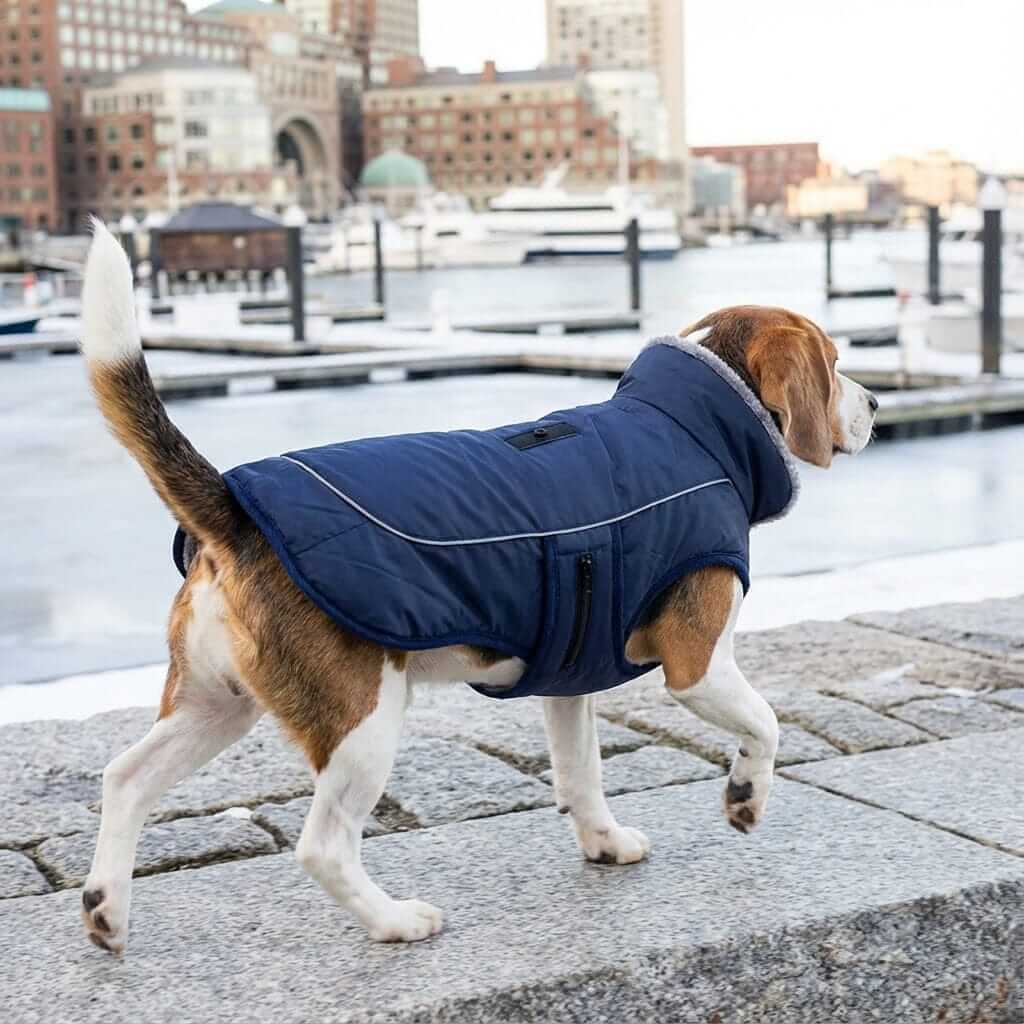 Thick Padded Reflective Dog Coat on a beagle walking by the waterfront, featuring reflective panels and a water-repellent shell.