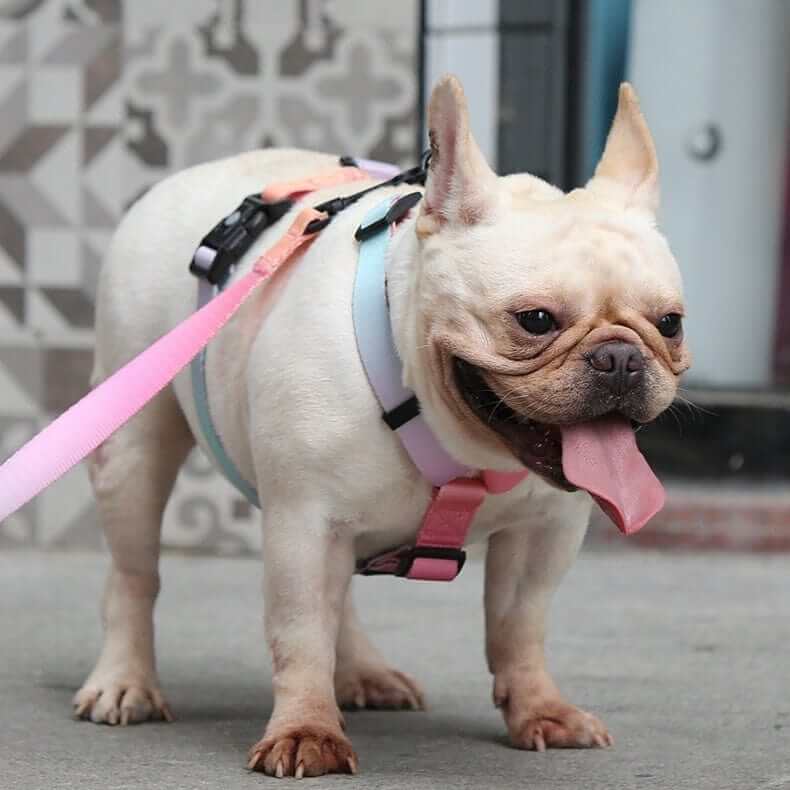 Vibrant Gradient Dog Harness on a French Bulldog, showcasing bright colors and premium comfort for dogs of all sizes.