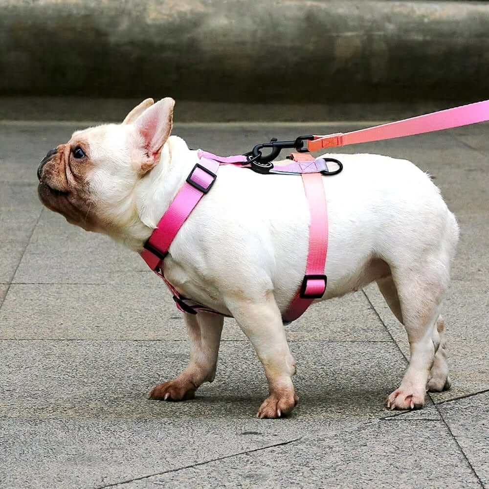 Vibrant Gradient Dog Harness on a French Bulldog, showcasing style, comfort and secure control, perfect for dogs.