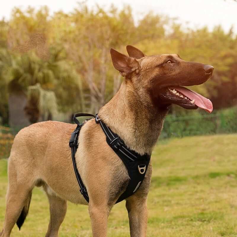 Dog wearing Voyager Reflective Dog Harness, showcasing style, safety, and comfort for dogs and cats.