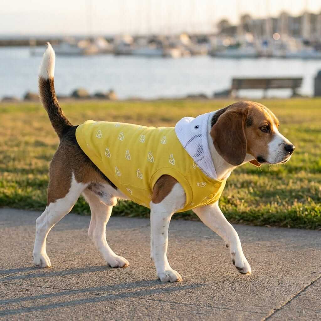 Warm Sleeveless Dog Hoodie on a stylish beagle walking outdoors, showcasing comfort and warmth for dogs and cats.