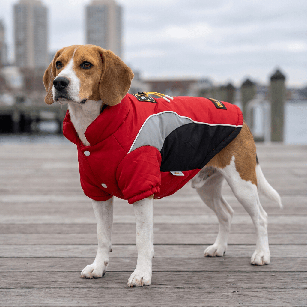 Warmer Insulated Dog Jacket on a beagle, featuring water-resistant material, ensuring comfort for dogs & cats.