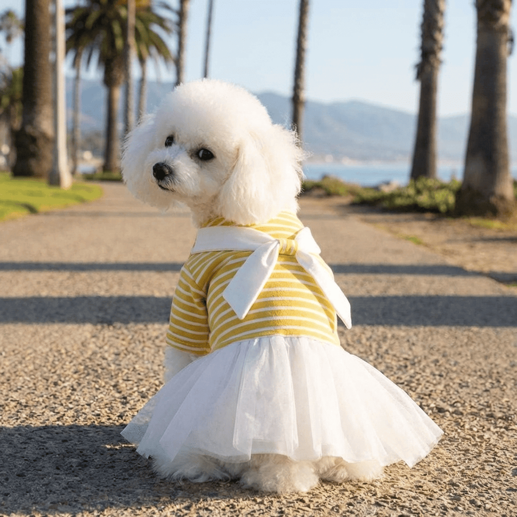 White Bowtie Dog Dress on a stylish dog at the beach, featuring a giant bow, cotton material for comfort, perfect for summer outings.