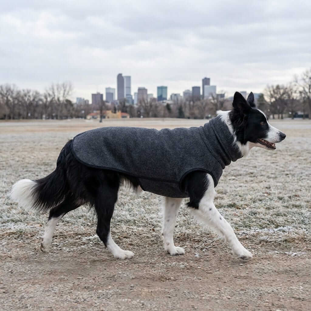 Winter High Collar Dog Sweater on a border collie walking in a park, perfect for keeping pets cozy and warm.
