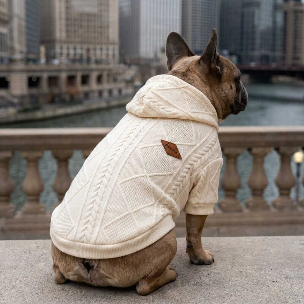 Woolen Hooded Dog Sweater on a French Bulldog, stylish design, warm wool material, perfect for dogs & cats by brand.