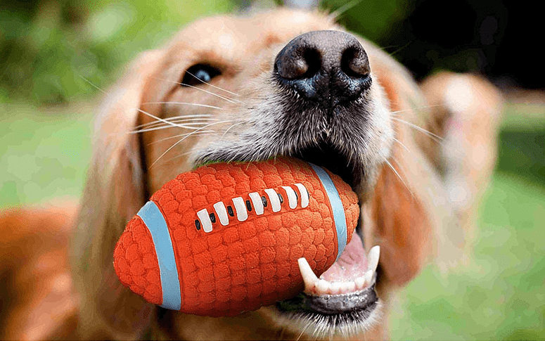 Golden Retriever playing with Bite-Resistant Dog Teeth Toy Ball, a durable fetch toy made of natural latex.