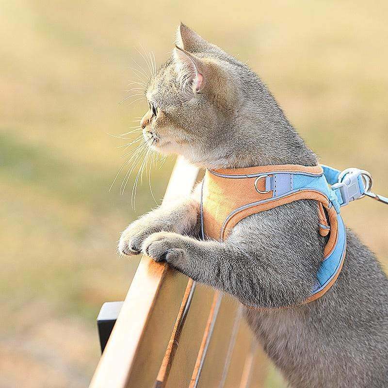 Cat wearing a Vest-Style Chest Cat Harness by Dogs & Cats, showcasing adjustable design and stylish suede fabric.