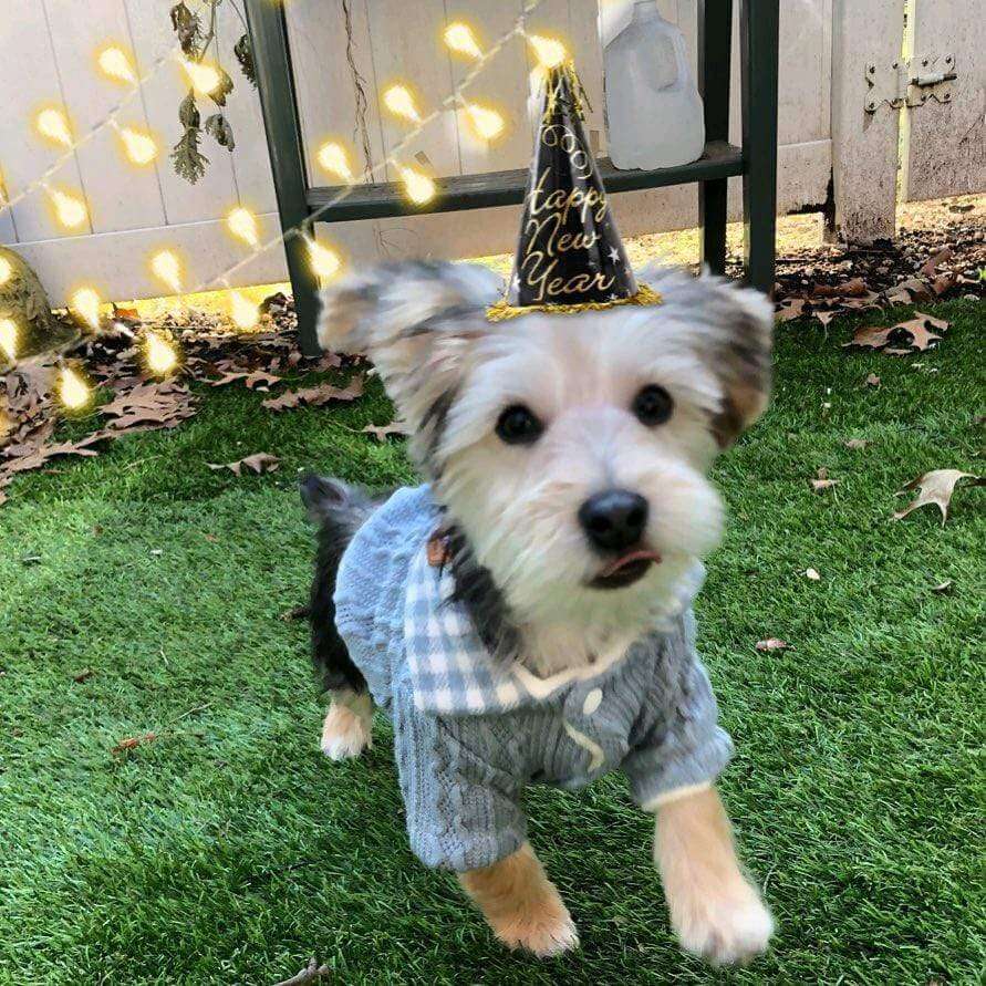 Woolen Plaid Dog Sweater on a dog wearing a party hat, celebrating New Year's Eve outdoors.